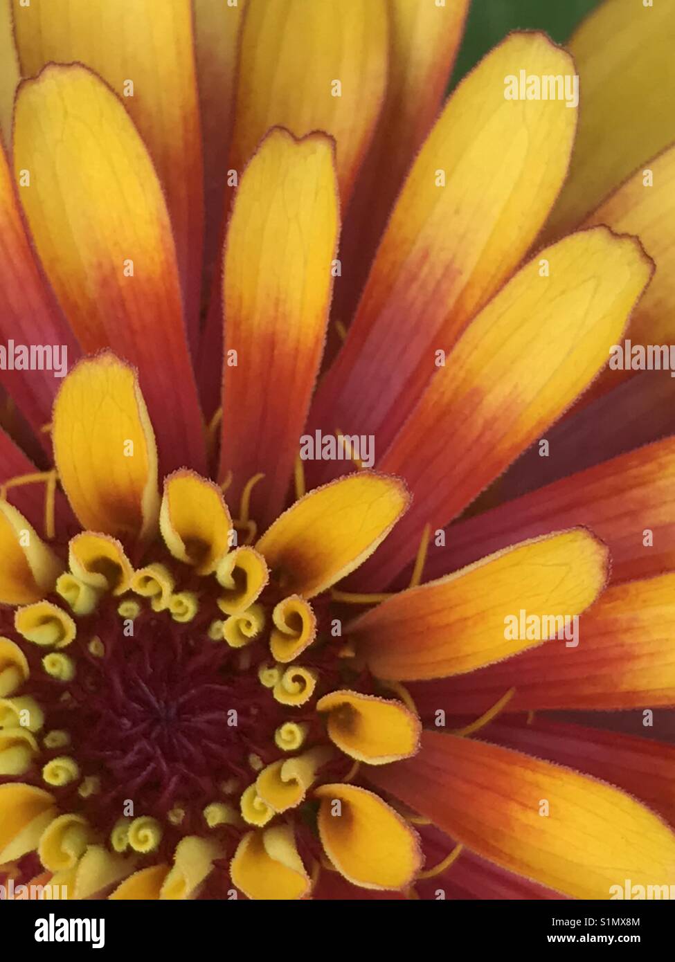 Von der Mitte aus Gelb und Orange Blume Nahaufnahme Stockfoto