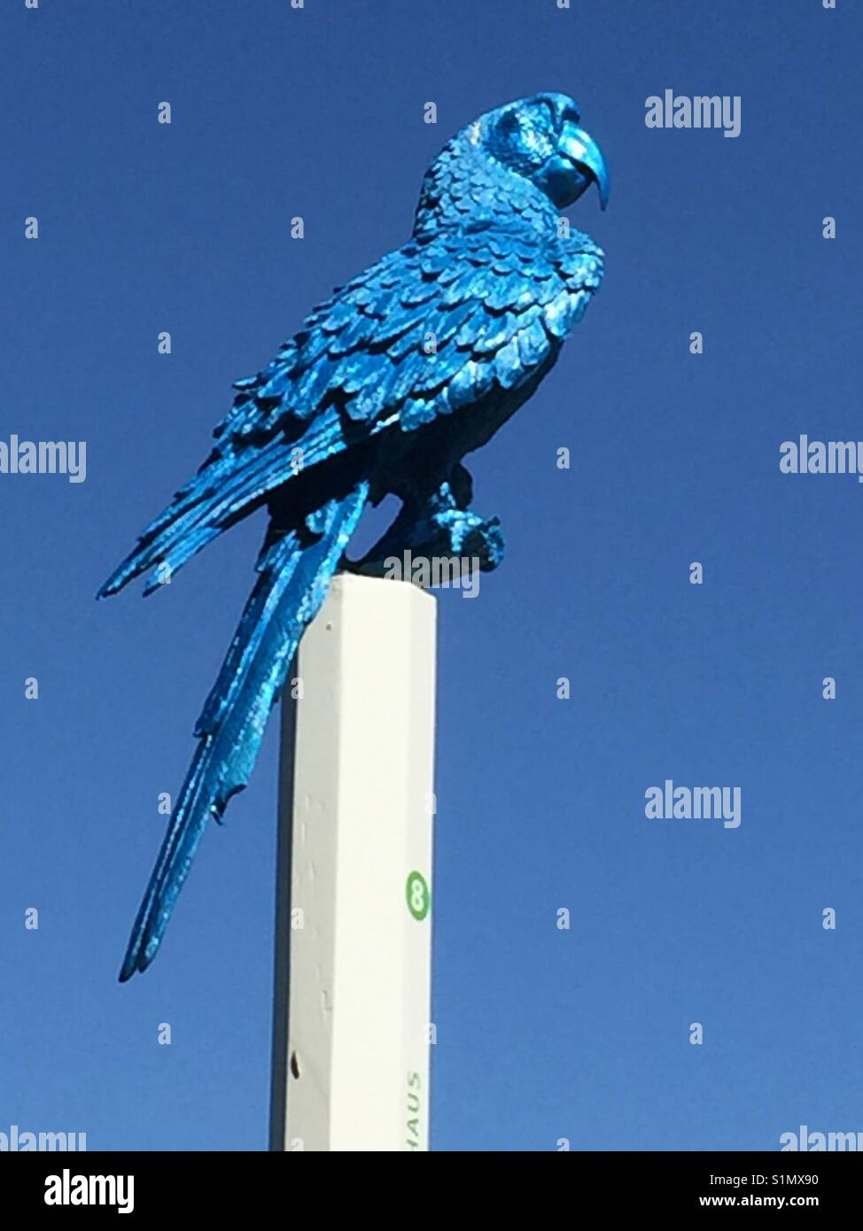 Blue Parrot auf Sockel vor blauem Himmel Stockfoto