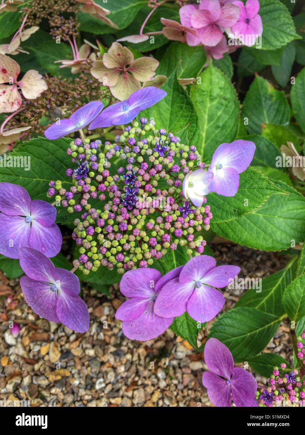 Hydrangea blüht - Smartphone-aufgenommenes Stockfoto
