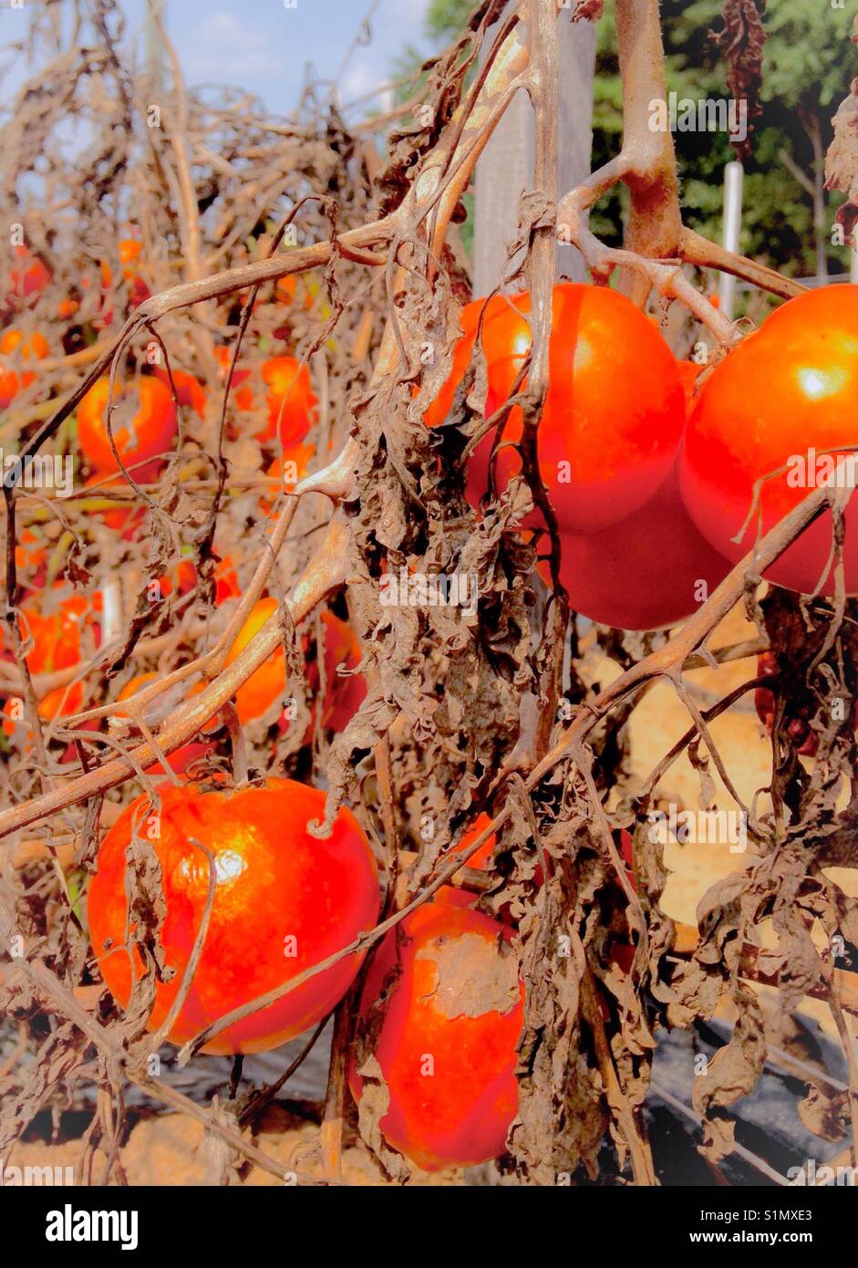 Brillante Tomaten auf Reben in Nord-carolina Feld - Smartphone-aufgenommenes Stockfoto
