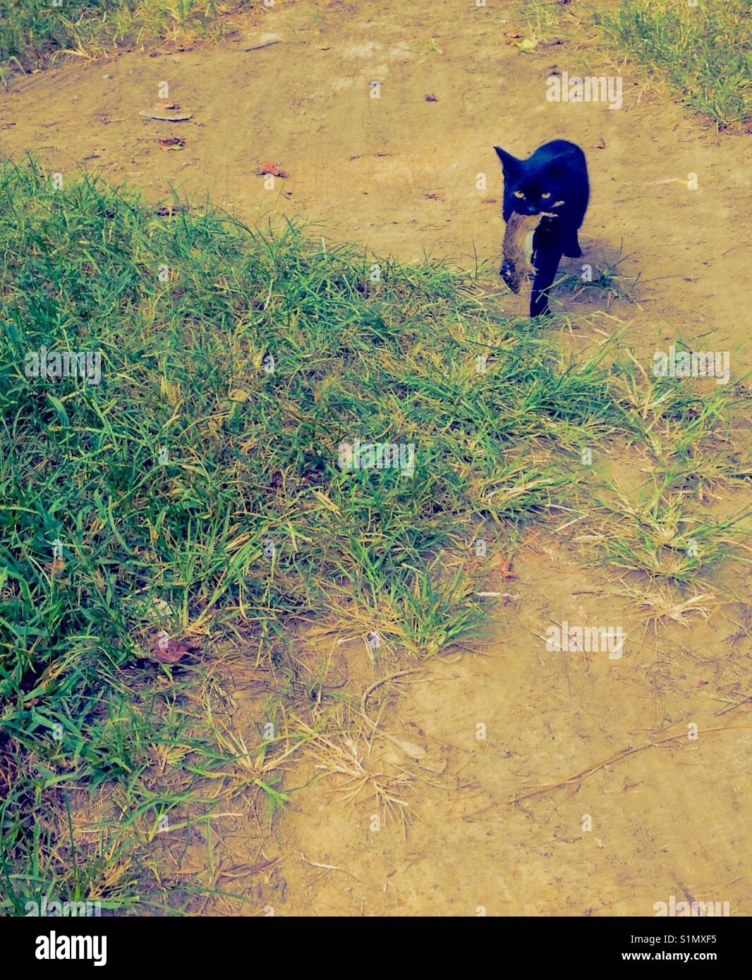 Alpha home die Speck - Schwarzes Tom Cat trägt tote Tier zu seiner Familie Stockfoto