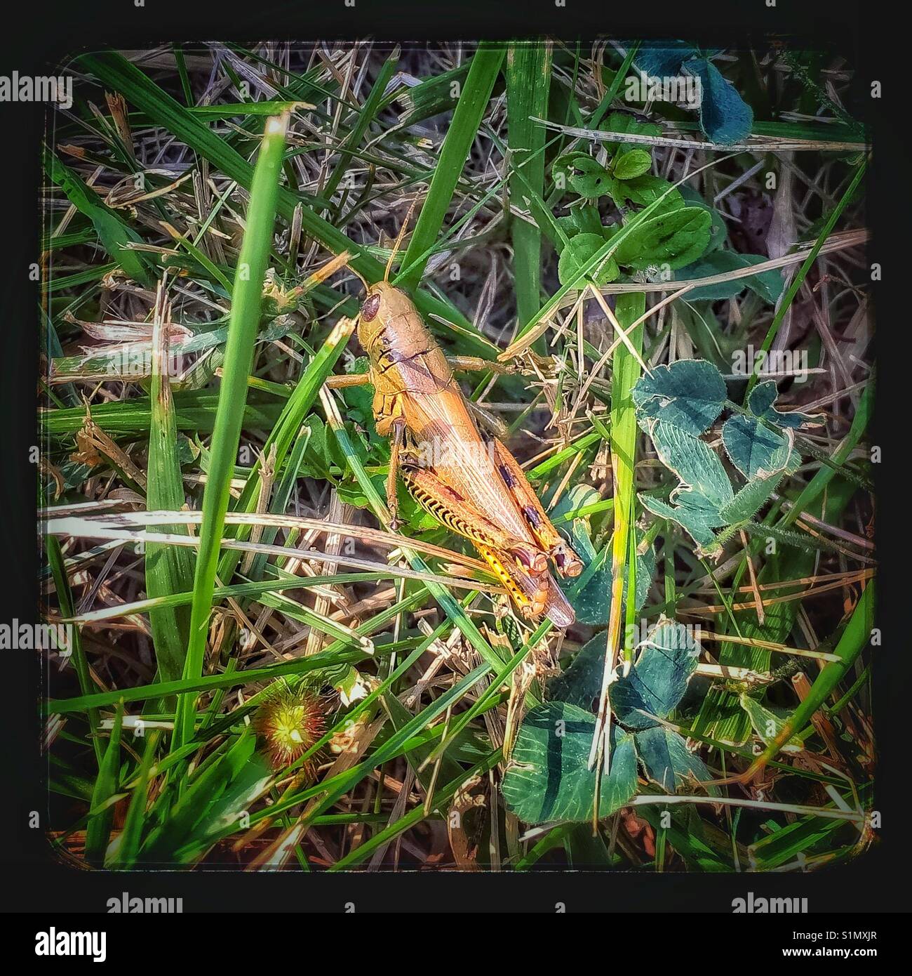 Grasshopper hopping im Gras Stockfoto
