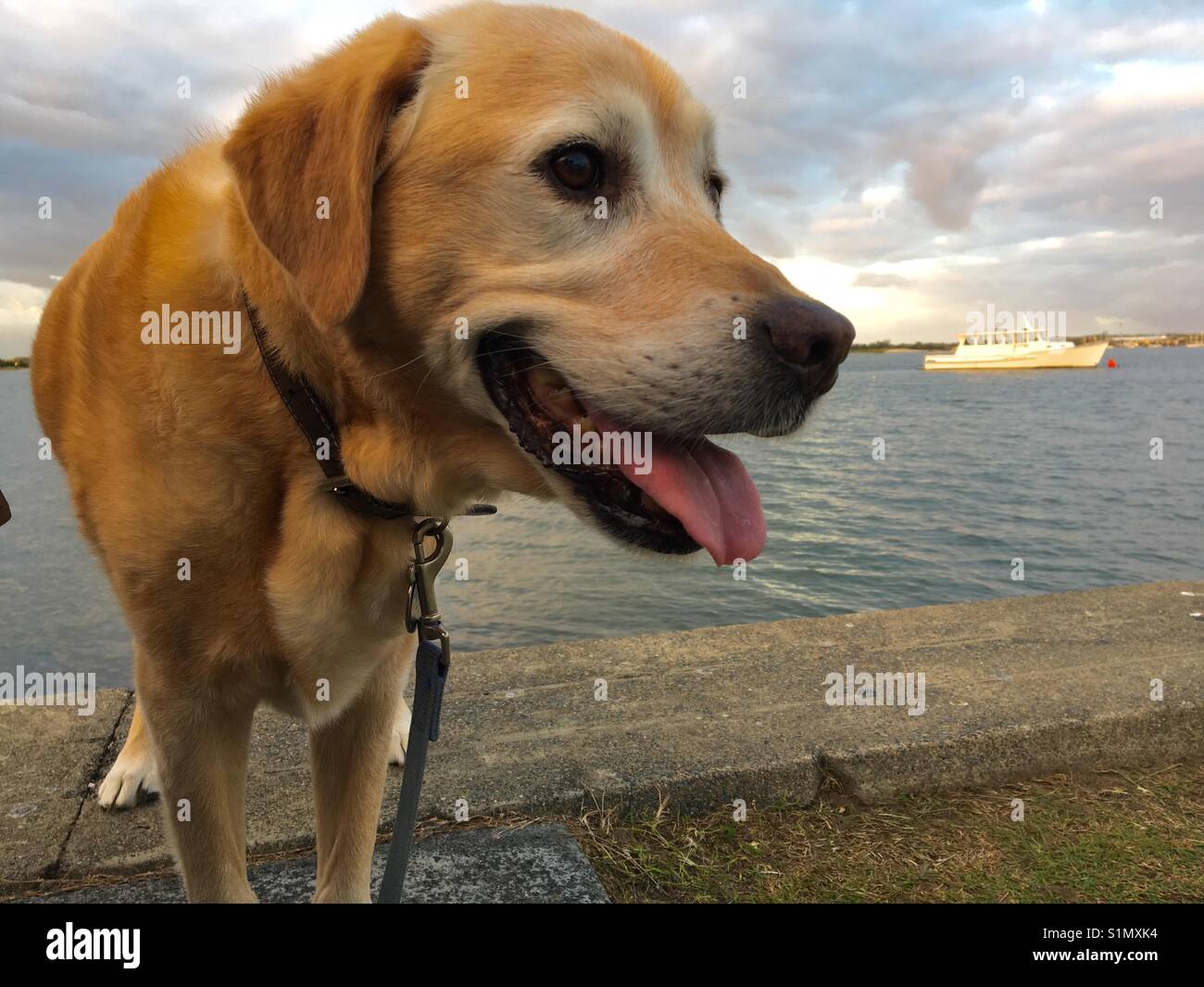 Golden Labrador Retriever am Meer, mit einem Boot im Hintergrund Stockfoto