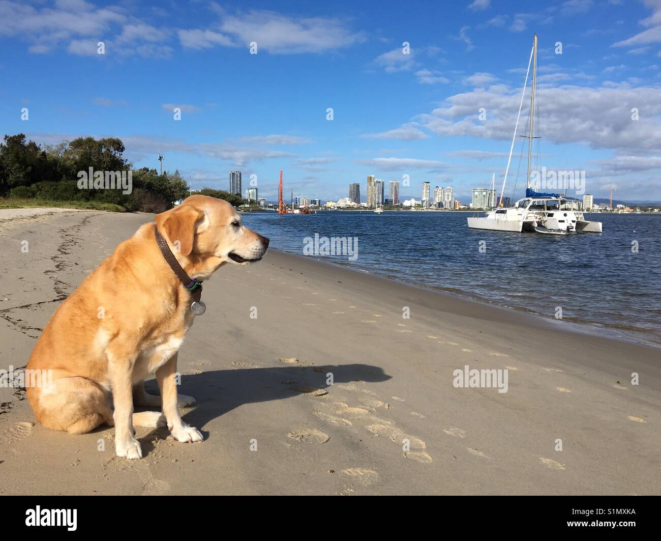 Labrador Retriever am Strand an der Gold Coast Stockfoto