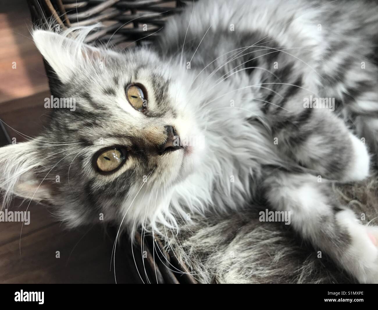 Sibirische Katze grau getigert Stockfotografie - Alamy