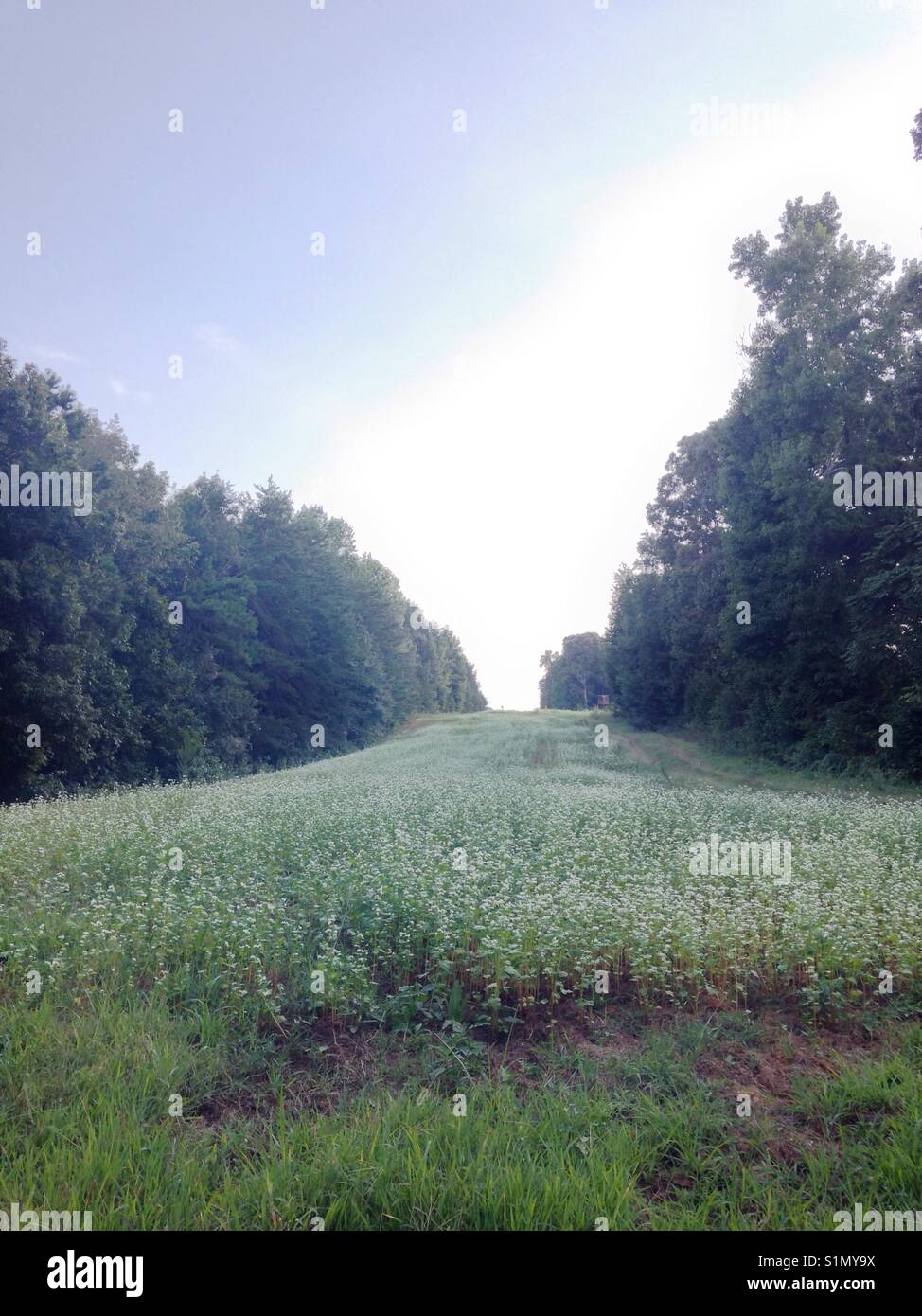 Konvergierende Horizont - buchweizen Wiese auf Pipeline in North Carolina - Smartphone-aufgenommenes Stockfoto