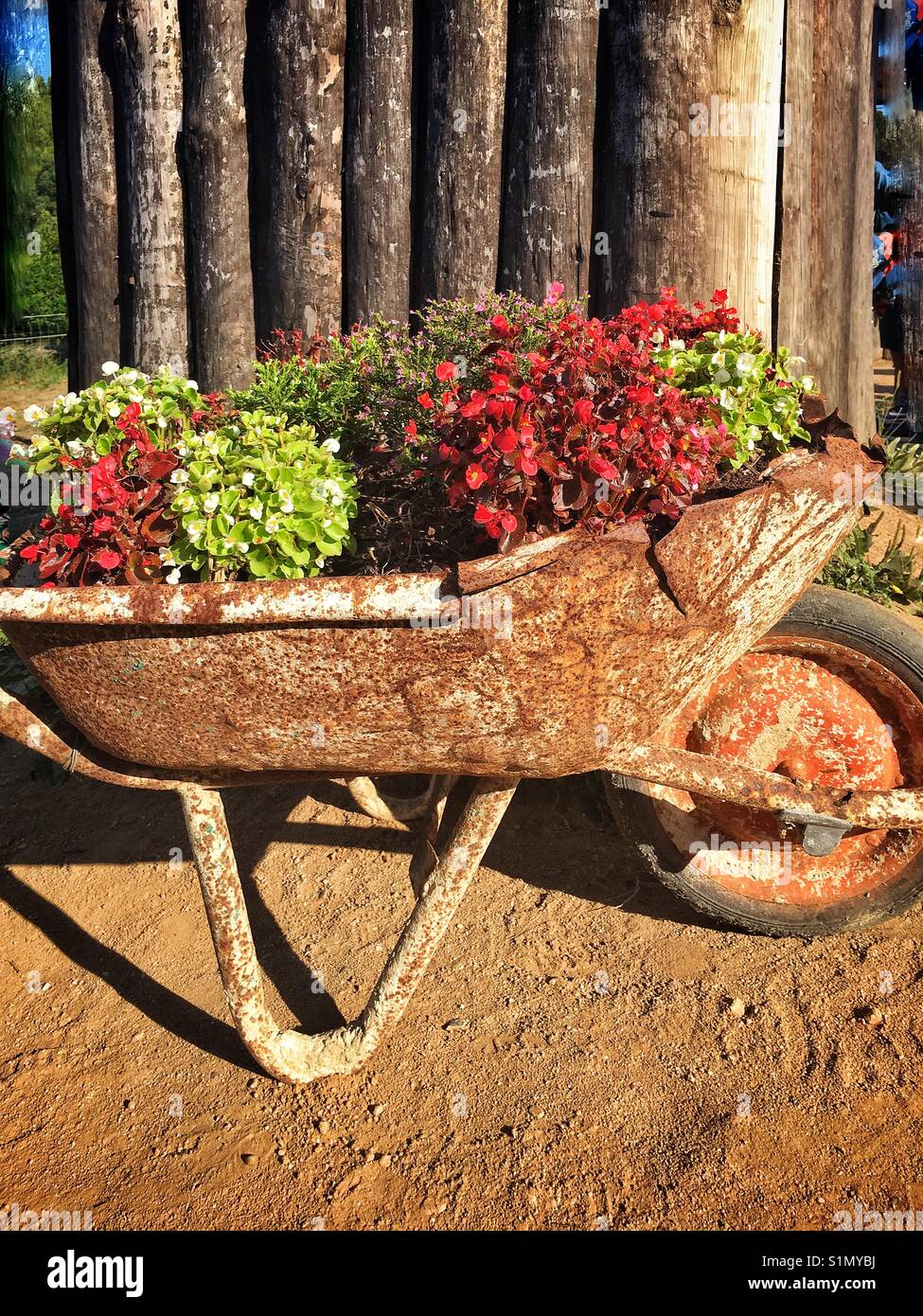 Alte Schubkarre mit Blumen Stockfoto