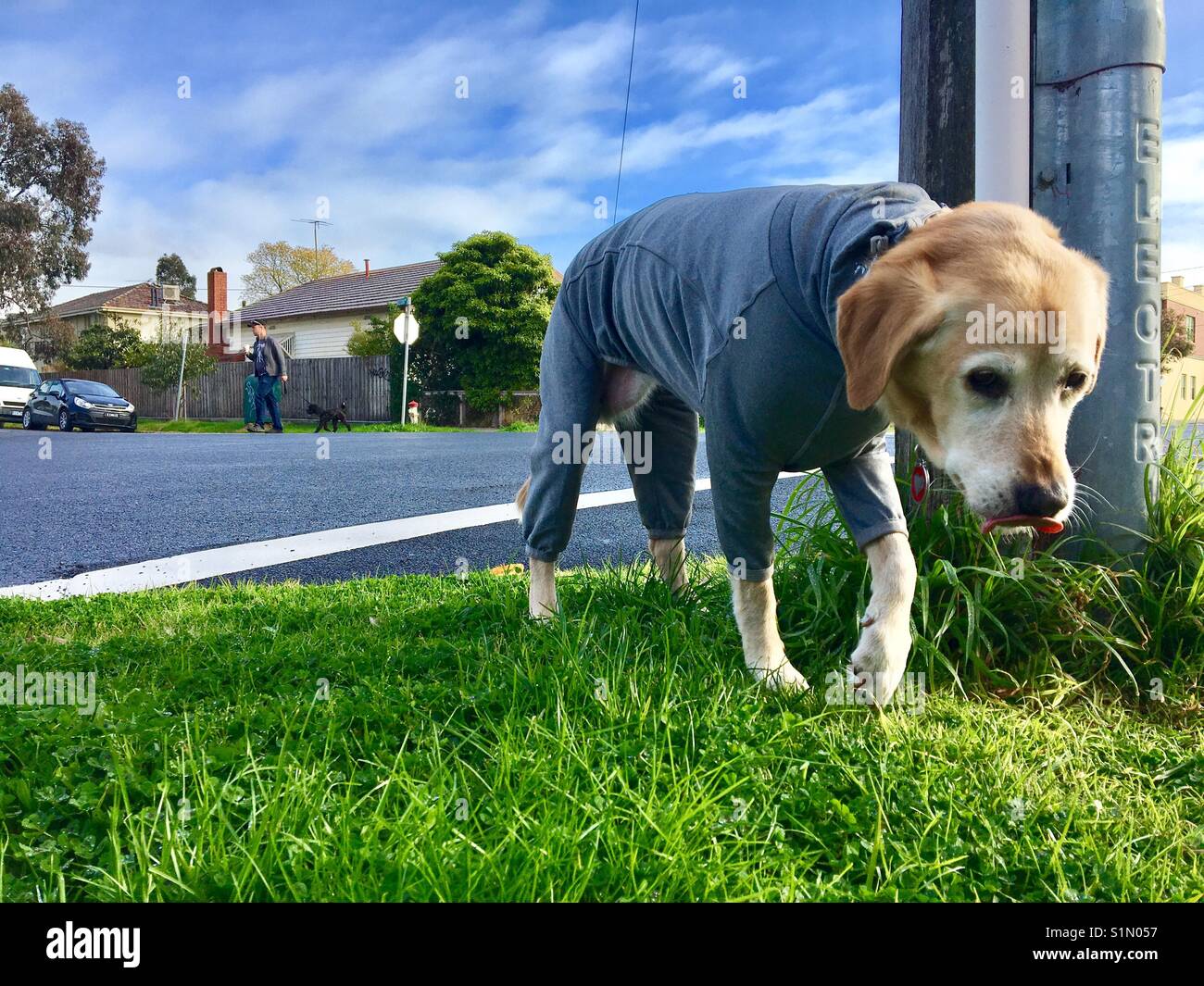 Senior Labrador Retriever in wärmende Kleidung Outfit wandern in kalter Morgen Stockfoto