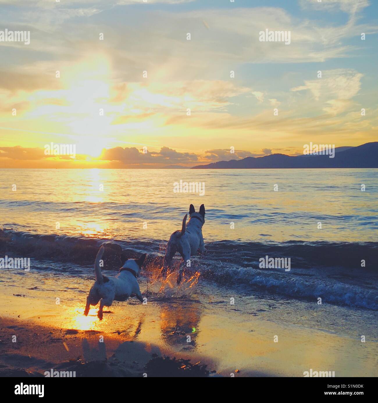 Zwei Hunde ins Wasser laufen am Strand bei Sonnenuntergang. Platz crop. Stockfoto