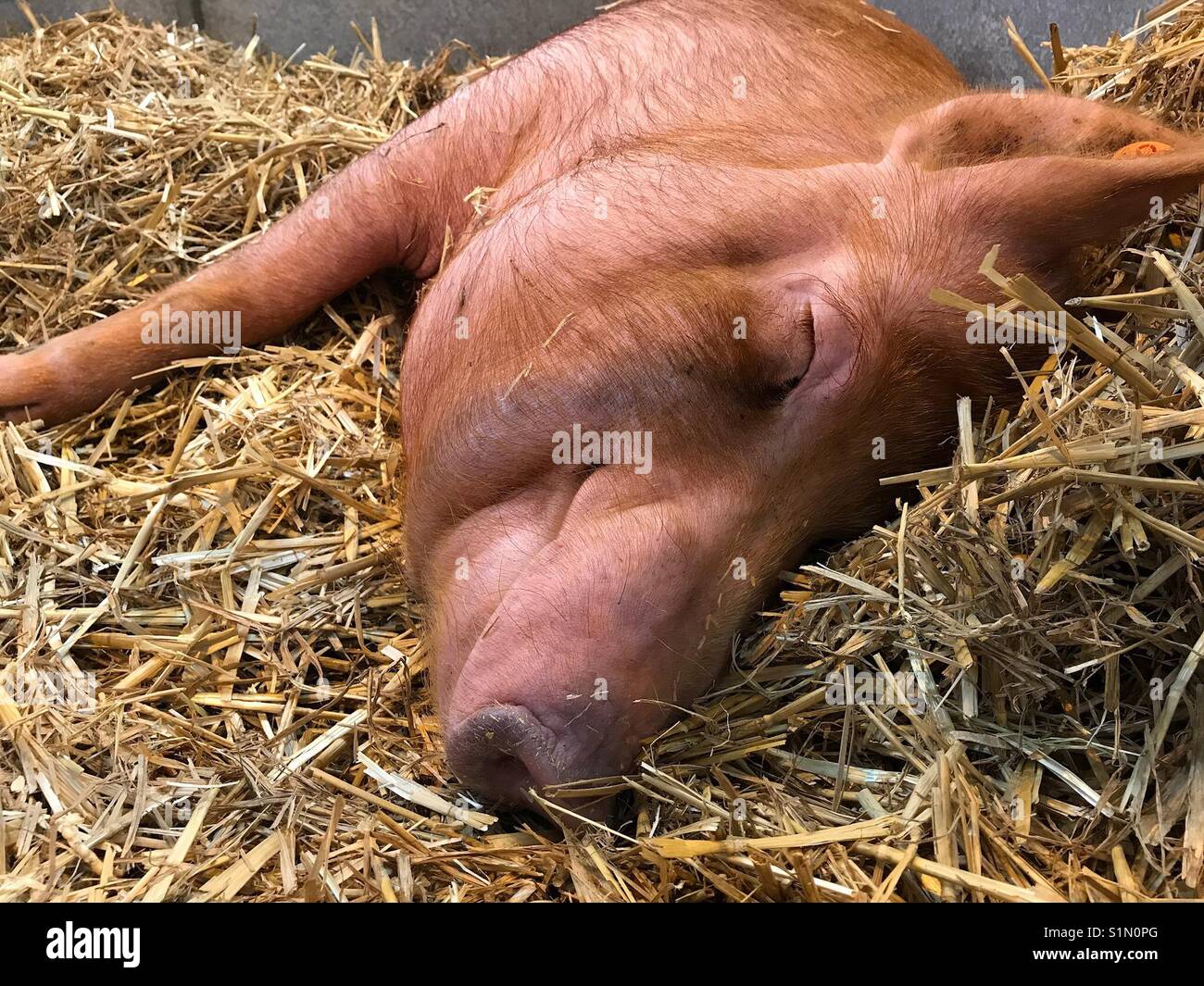 Schwein (Tamworth Rasse) Schlafen in Pen Stockfoto