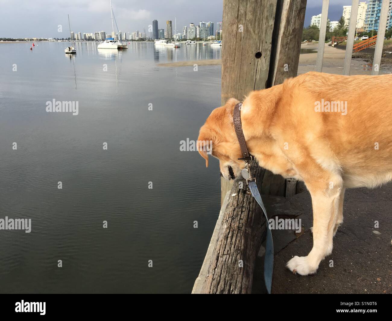 Labrador Retriever auf Fisch in Wasser Stockfoto