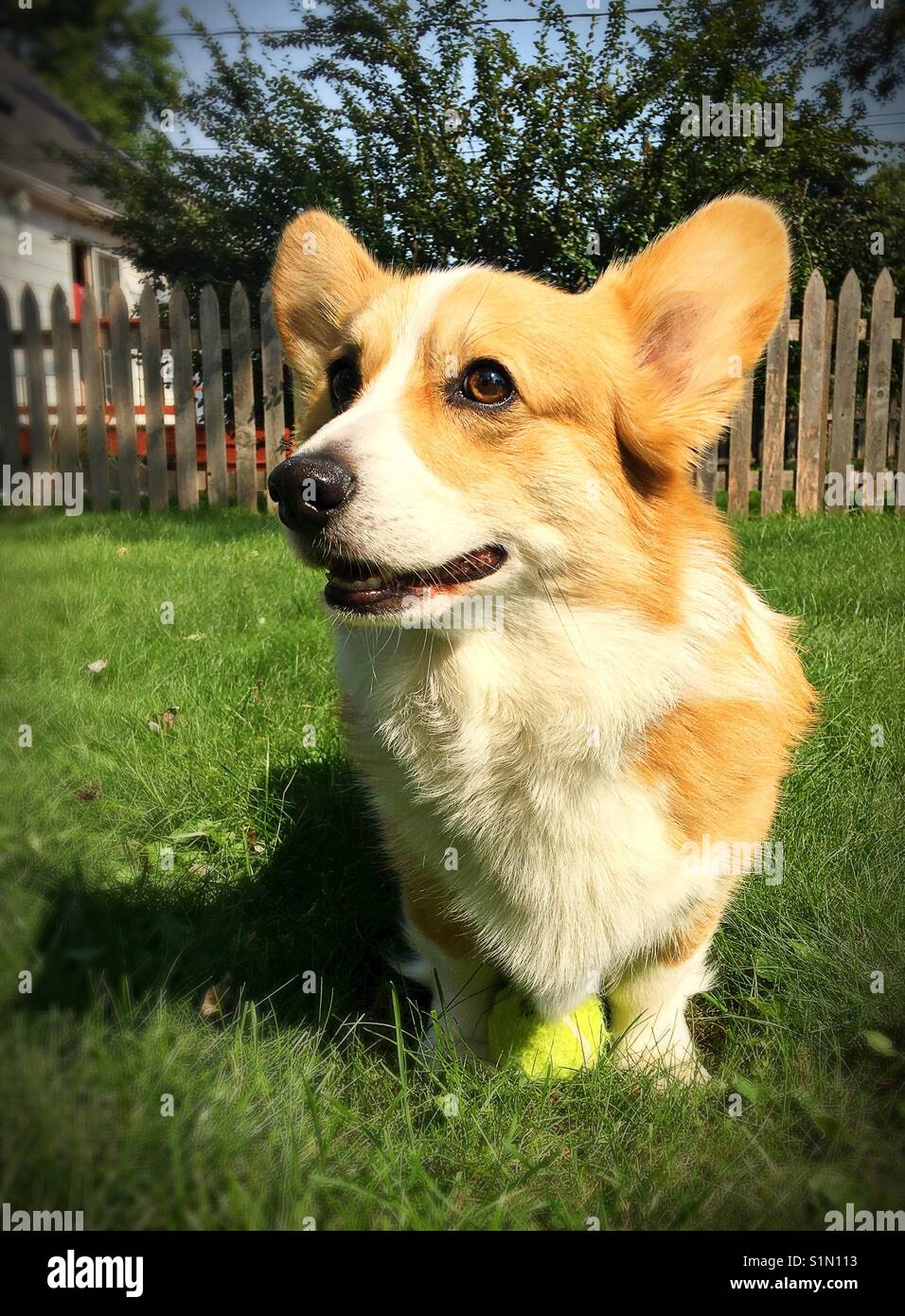 Ein niedliches corgi Hund in einem grasbewachsenen Innenhof. Stockfoto