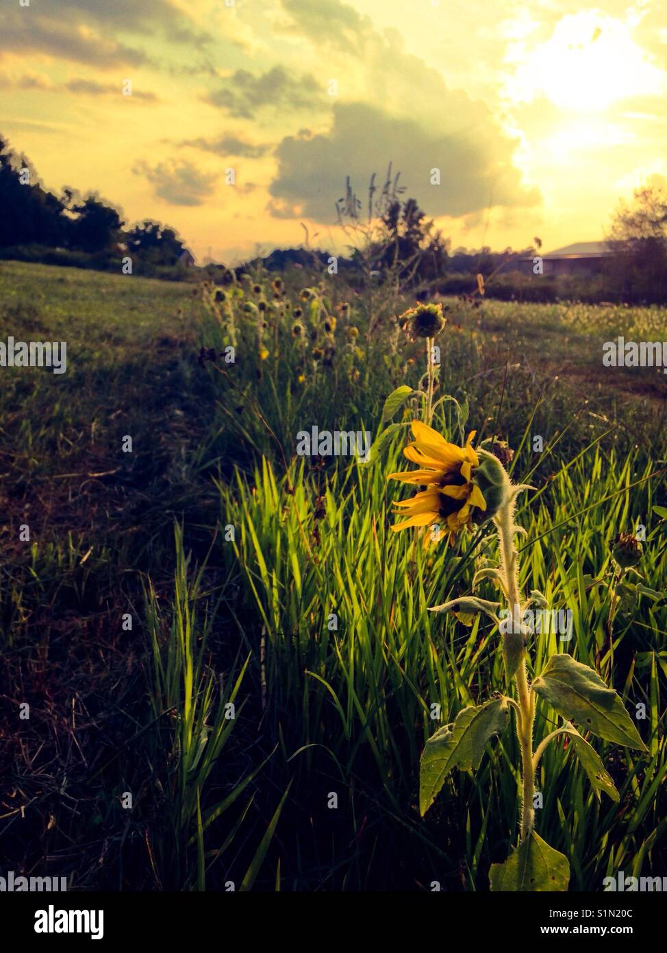 Einsame Reihe links von Sonnenblumen, bevor sie sich in North Carolina Wiese gemäht Stockfoto