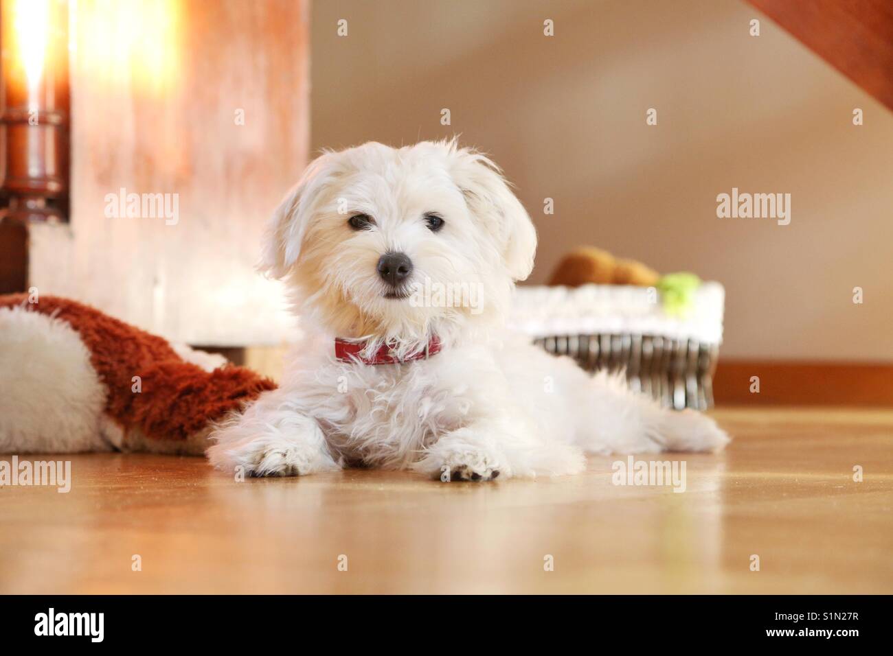 Welpe malteser Hund Stockfoto