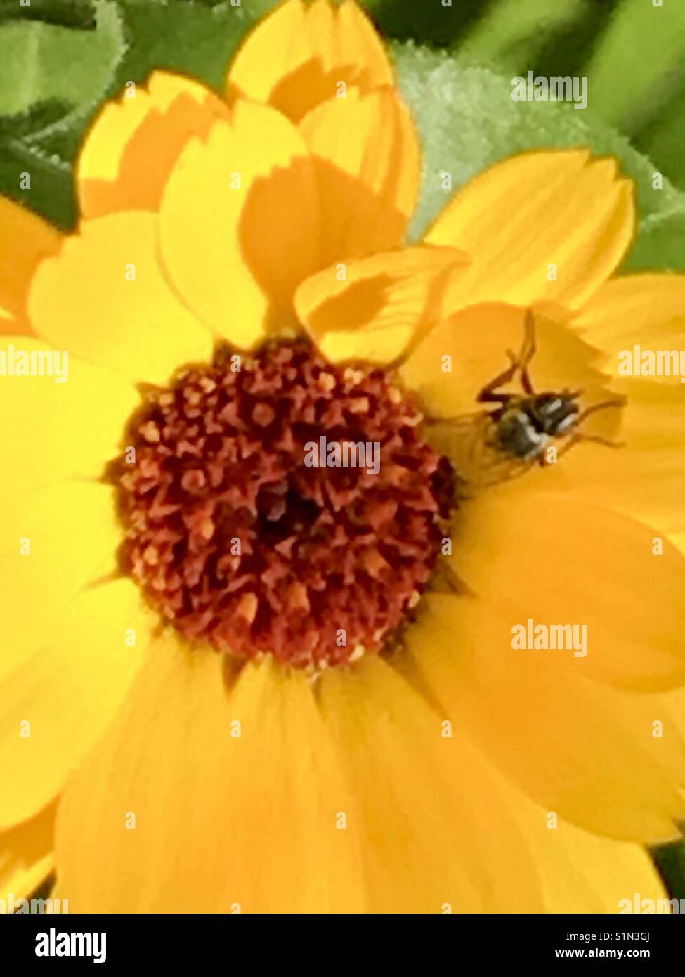 Gelbe Ringelblume mit überlappenden Blütenblätter und bernsteinfarben Staubblätter mit einem Besuch fliegen Stockfoto