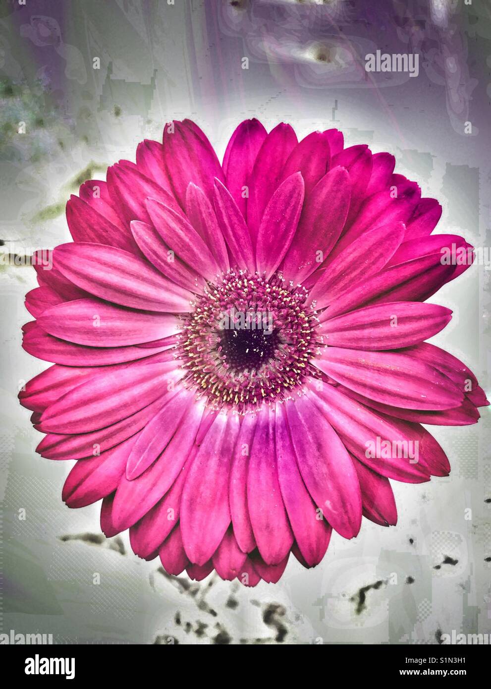 Leuchtend rosa Gerbera daisy flower Kopf auf Grunge Hintergrund Stockfoto