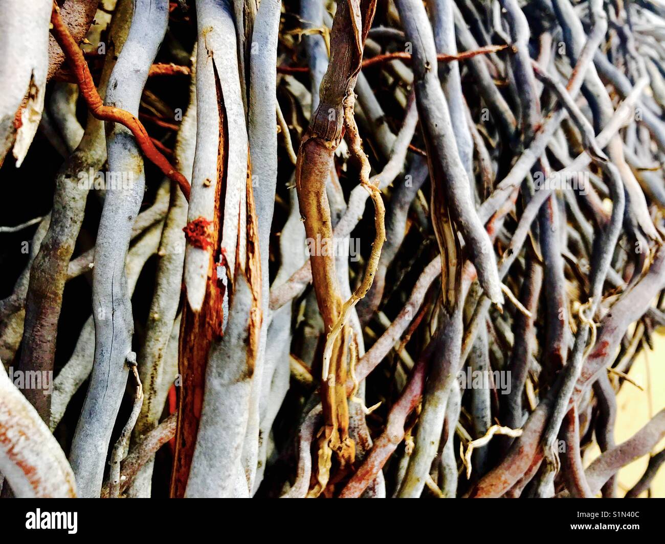 Beachy Root Drift Stockfoto