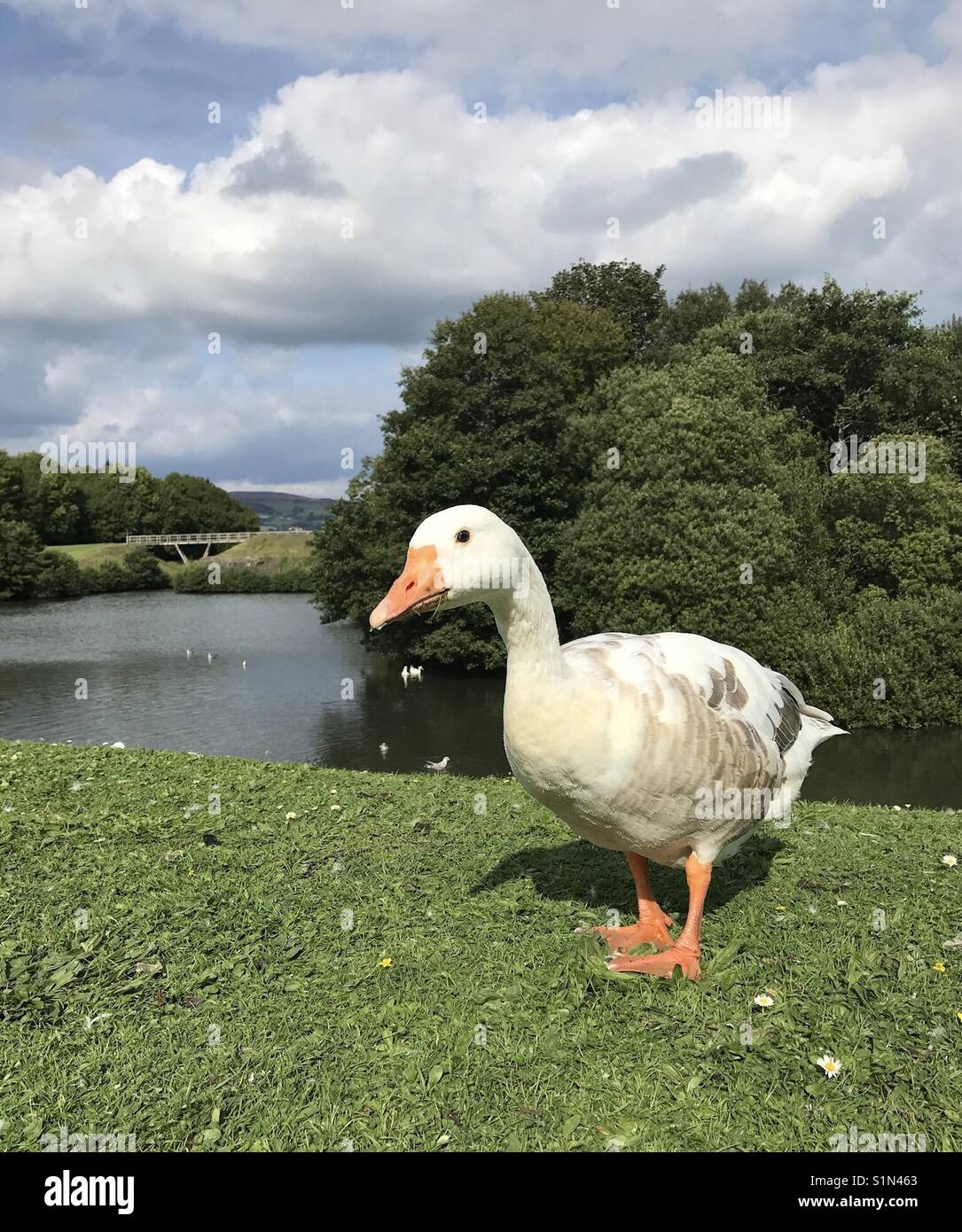 Wild Goose mit dem Graben von Caerphilly Castle im Hintergrund Stockfoto