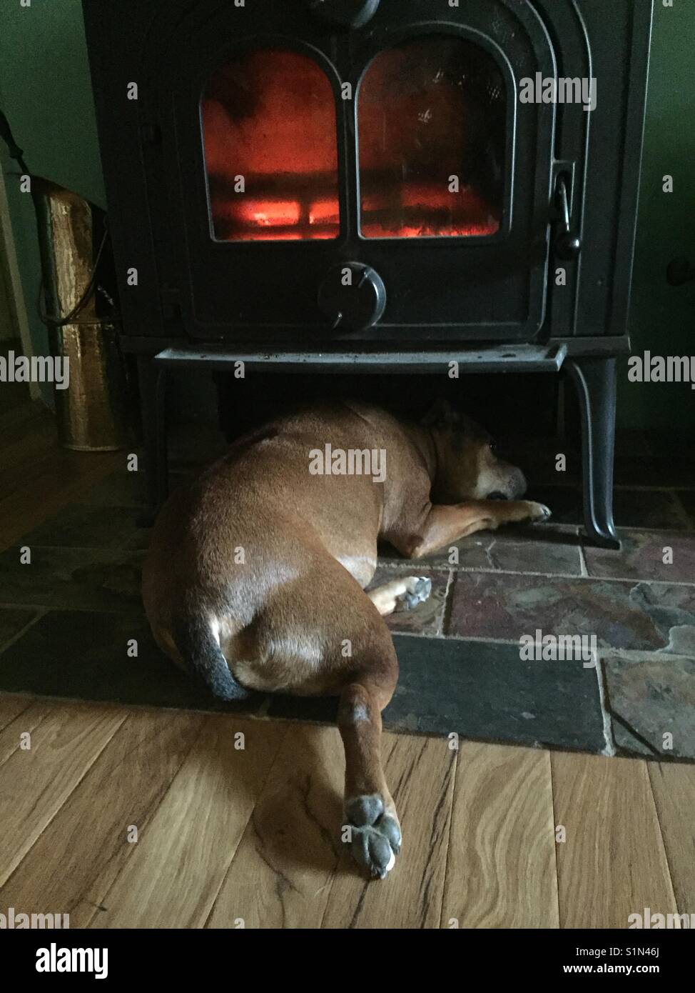 Kleiner Hund halten warm unter Topf - Bauch Herd Stockfoto