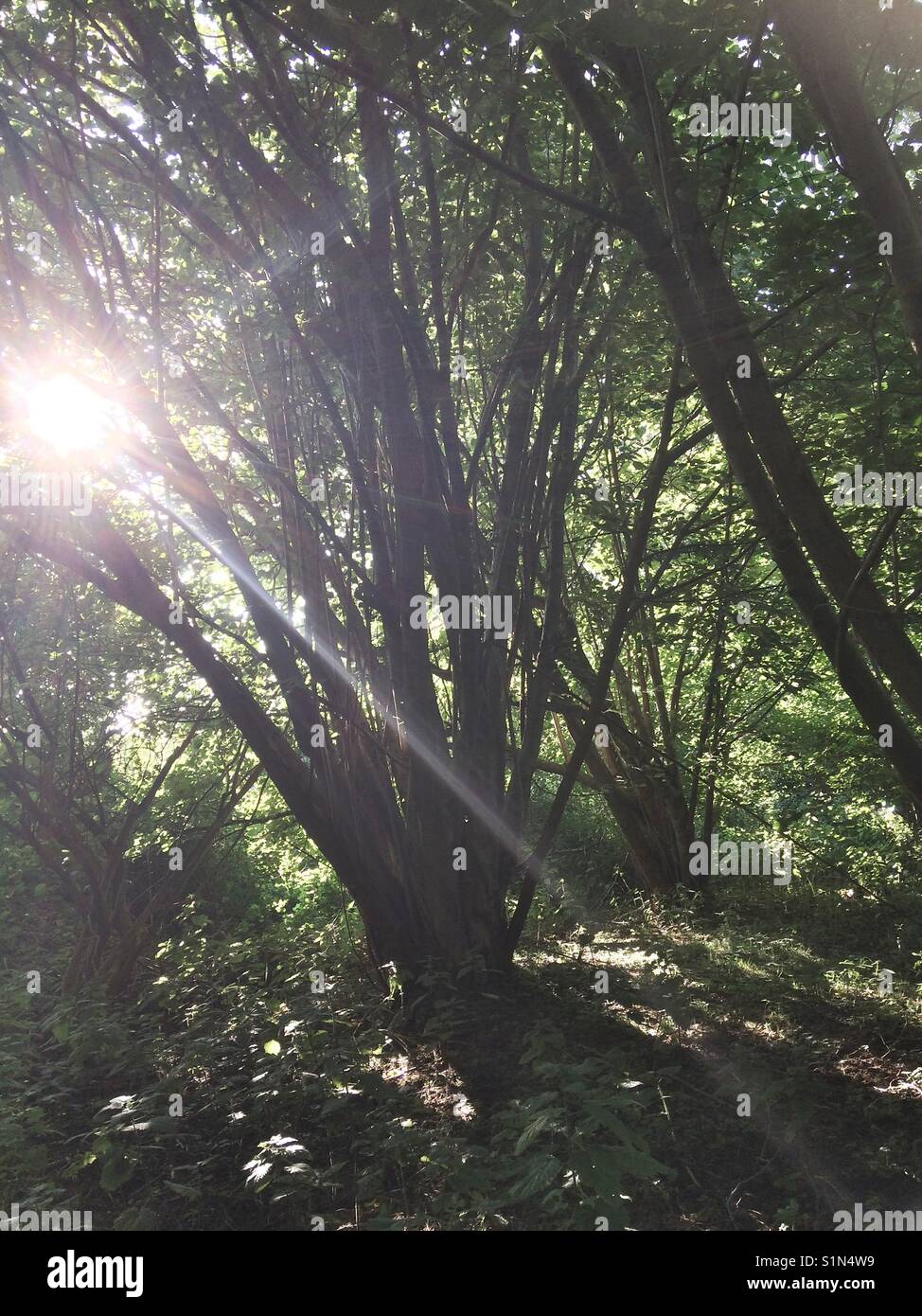 Woodland bei lakeford Seen, bei Sonnenuntergang Bury St Edmunds Stockfoto