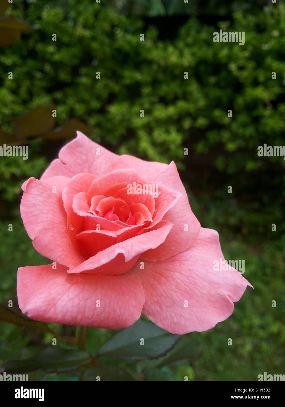 Sie können beschweren, weil Rosen Dornen haben oder Sie können sich freuen, denn die Dornen Rosen haben. Stockfoto