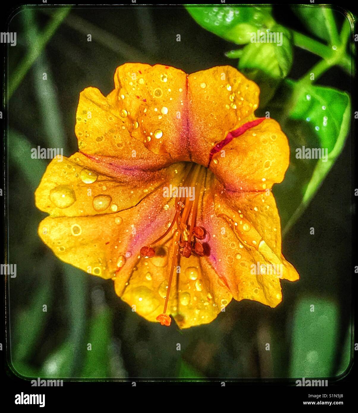 Regentropfen Glitzern auf einem gelben Vier Uhr Blume, Mirabilis jalapa Stockfoto