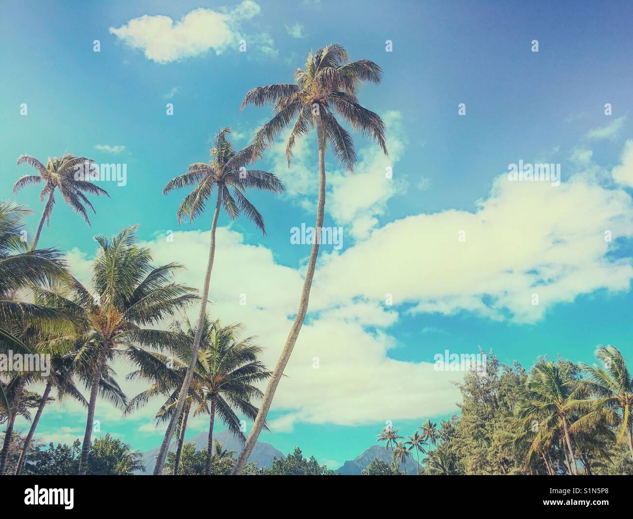 Palmen auf Oahu, Hawaii Stockfoto