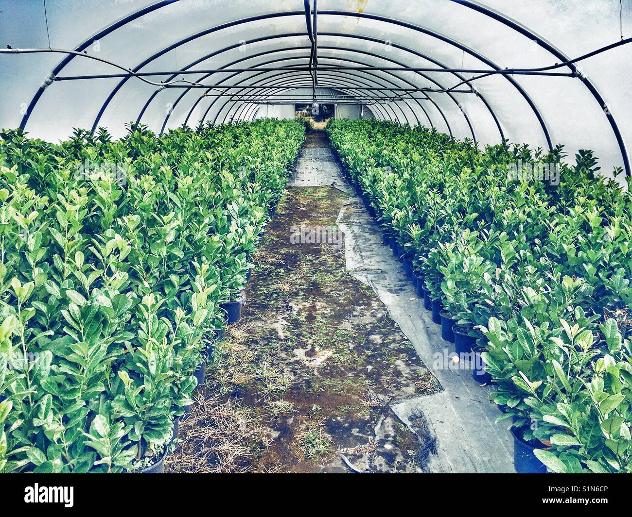 Poly Tunnel mit Pflanzen Stockfoto