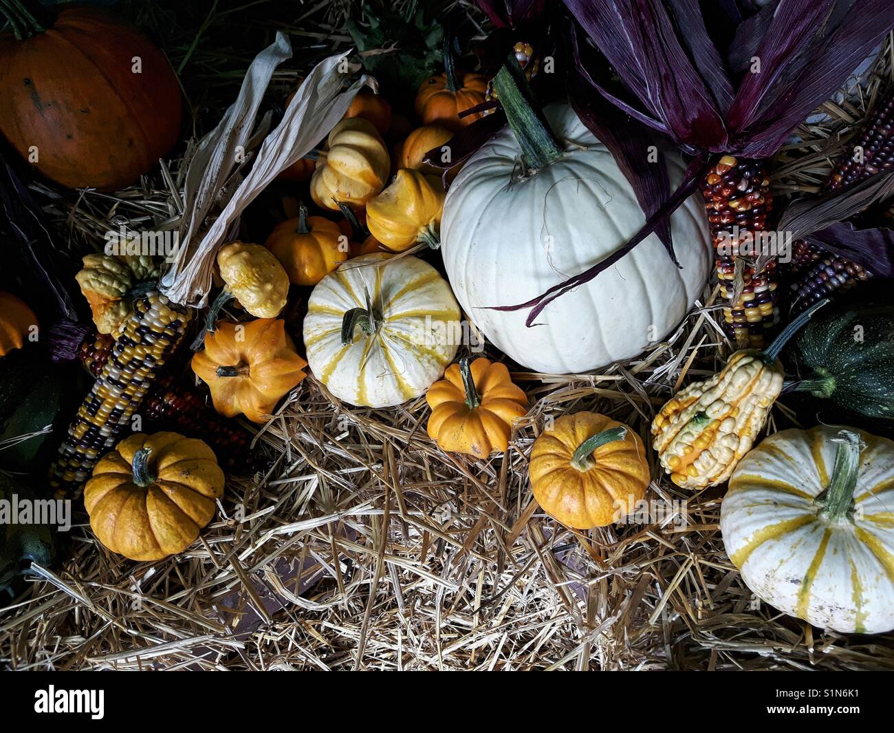 Herbst-Ernte Stockfoto