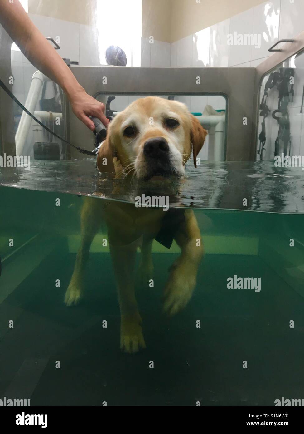 Labrador Retriever, Hydrotherapie nach der Operation Stockfoto