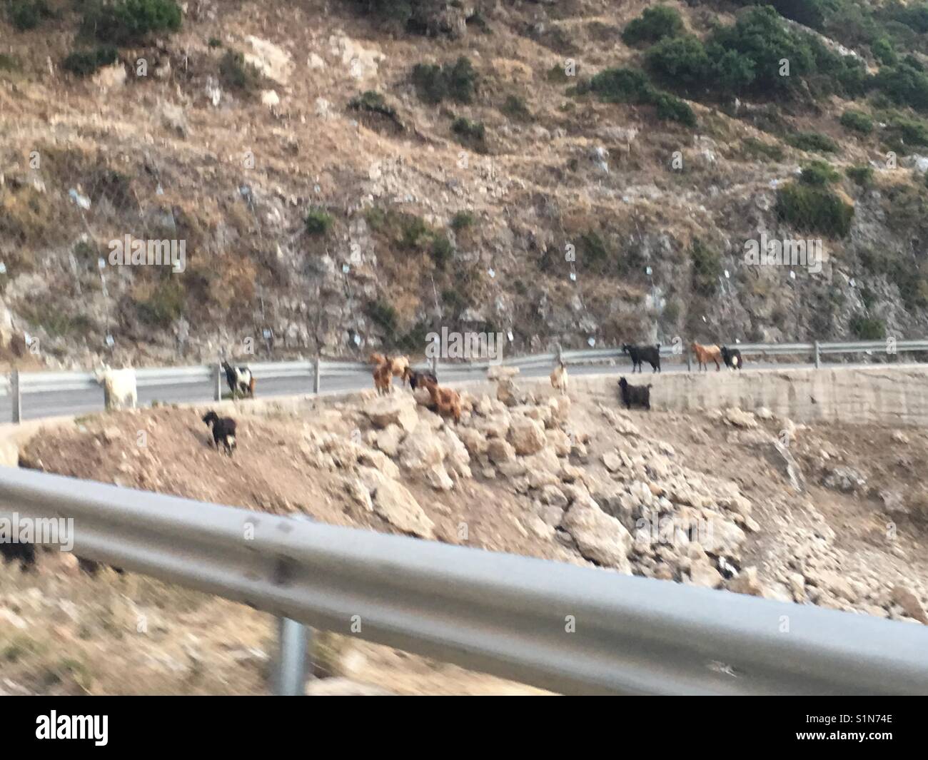 Ziegen hängen auf einer Straße auf einem Berg in der Nähe von Myrtos Beach auf der Insel Kefalonia in Griechenland - Smartphone-aufgenommenes Stockfoto