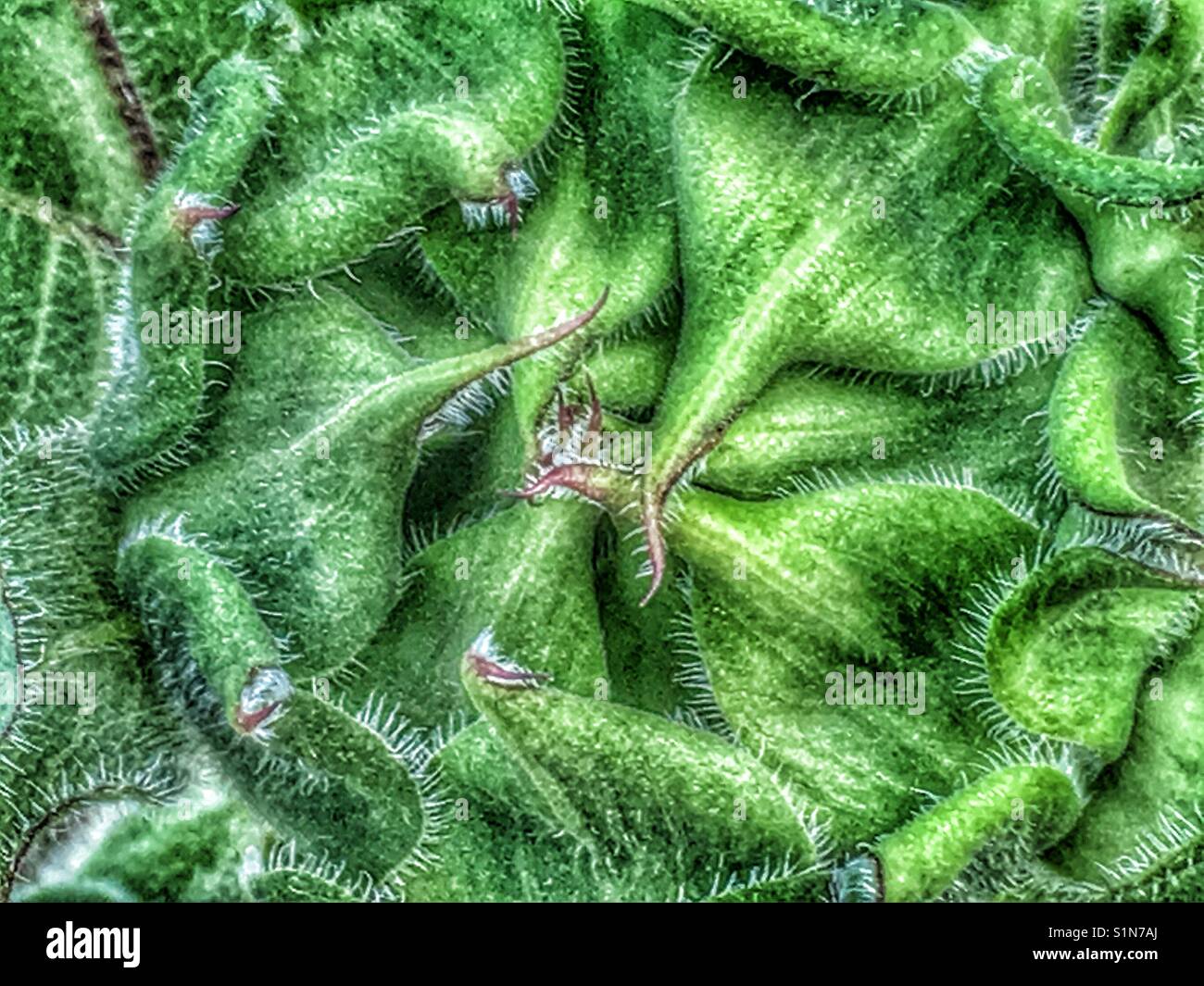 Sonnenblume, Helianthus annuus Stockfoto