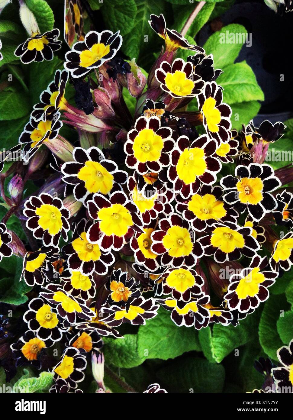 Gelb Braun primula Blumen Stockfoto