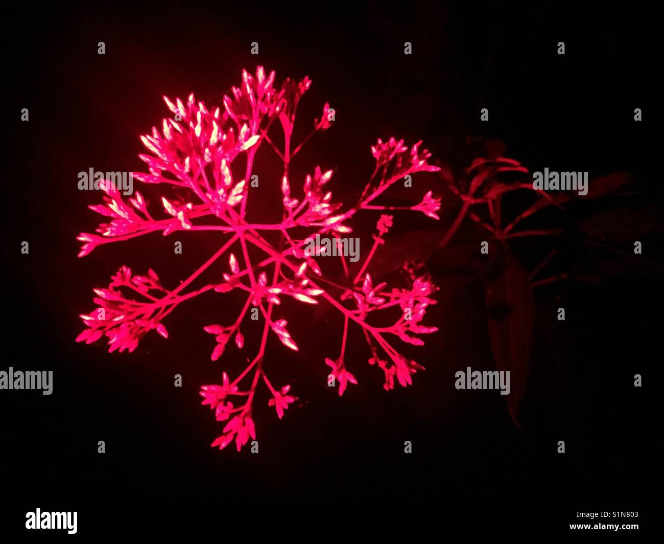 Blume in rotes Licht Stockfoto