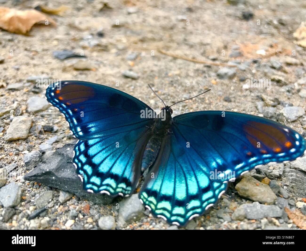 Rocky der Schmetterling Stockfoto