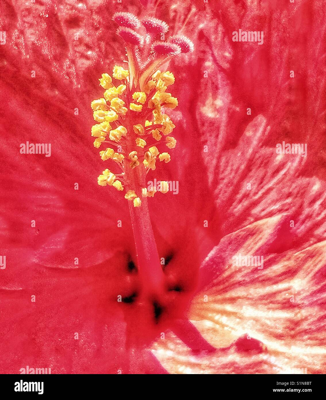 Rosa Hibiskus - Smartphone-aufgenommenes Stockfoto