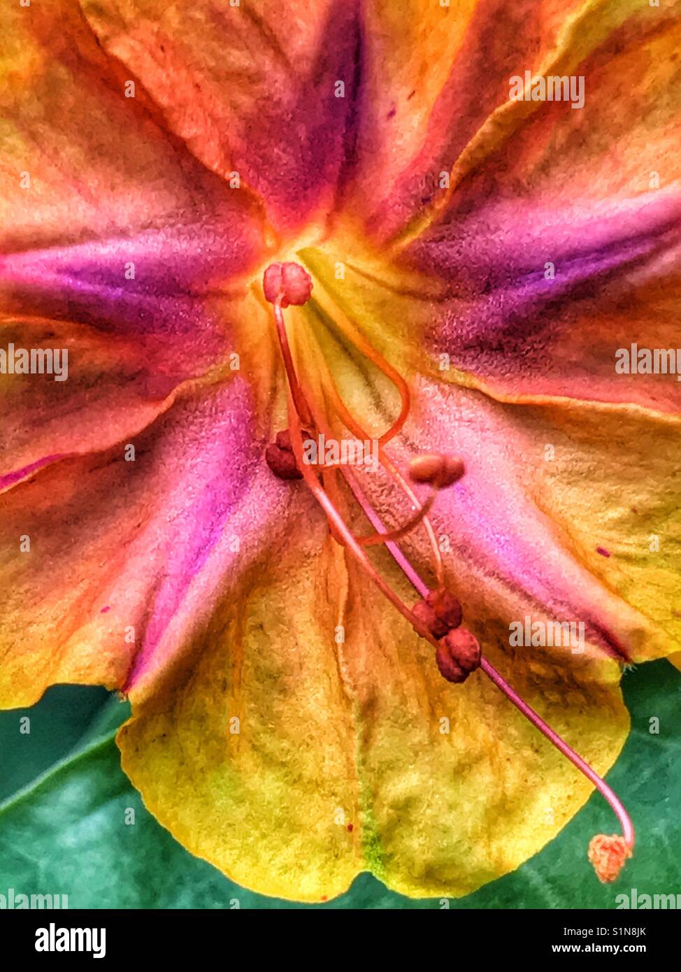 Vier Uhr Blume Makro, Mirabilis jalapa Stockfoto