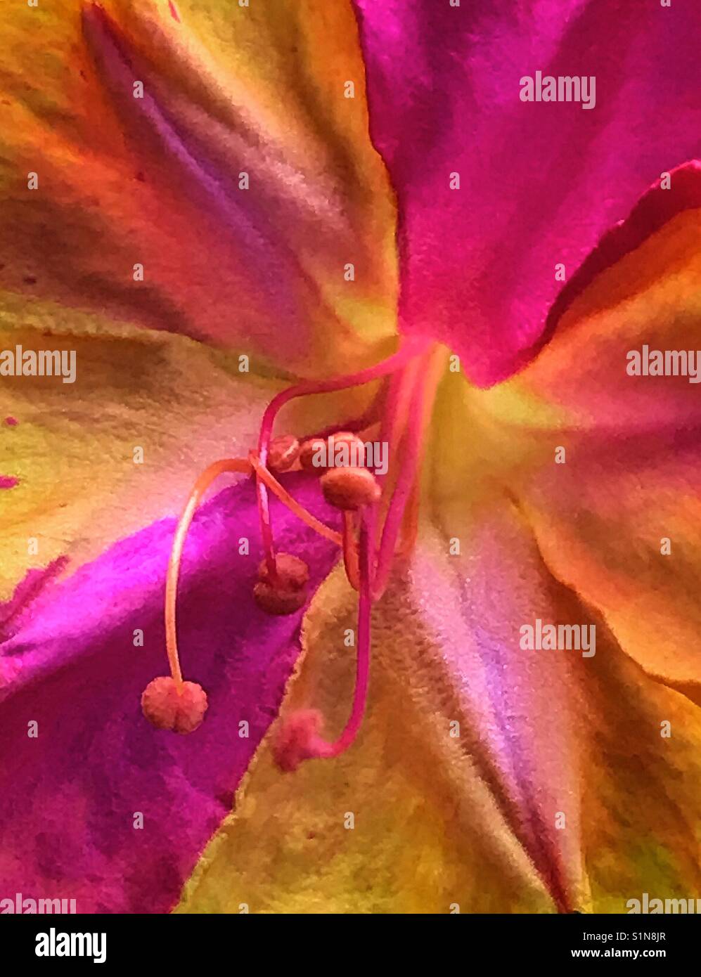 Mehrfarbige vier Uhr Blume Makro, Mirabilis jalapa - Smartphone-aufgenommenes Stockfoto