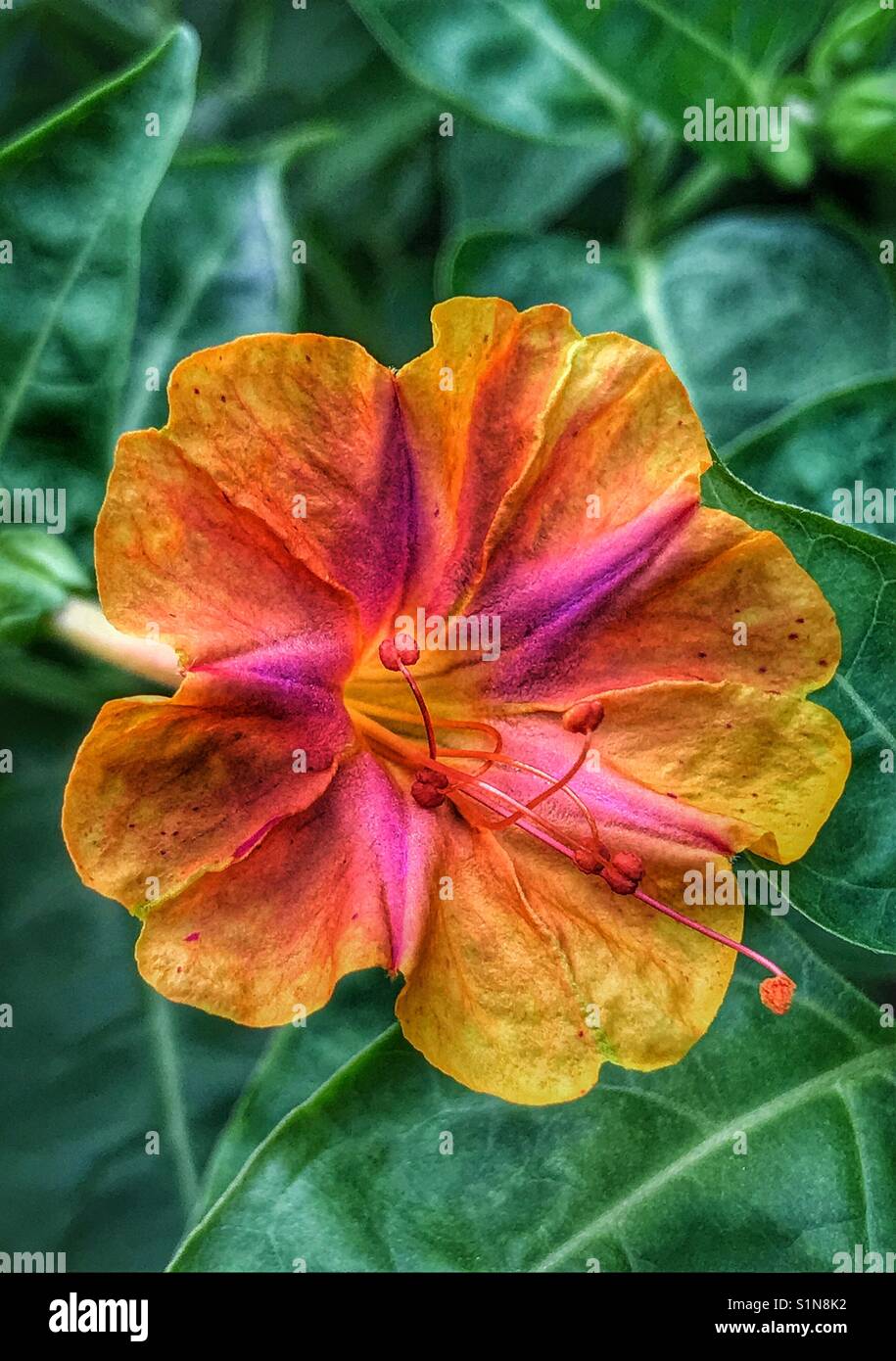 Vier Uhr Blume in voller Blüte gegen grünes Blatt hintergrund, Mirabilis jalapa - Smartphone-aufgenommenes Stockfoto