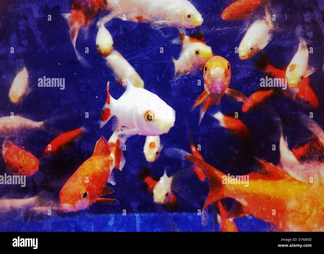 Fisch in einem Tank in einer Tierhandlung. - Smartphone-aufgenommenes Stockfoto