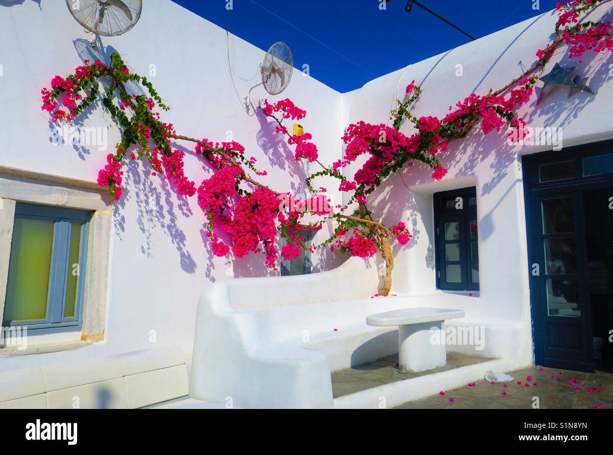 Rosa Blumen in Mykonos Stockfoto