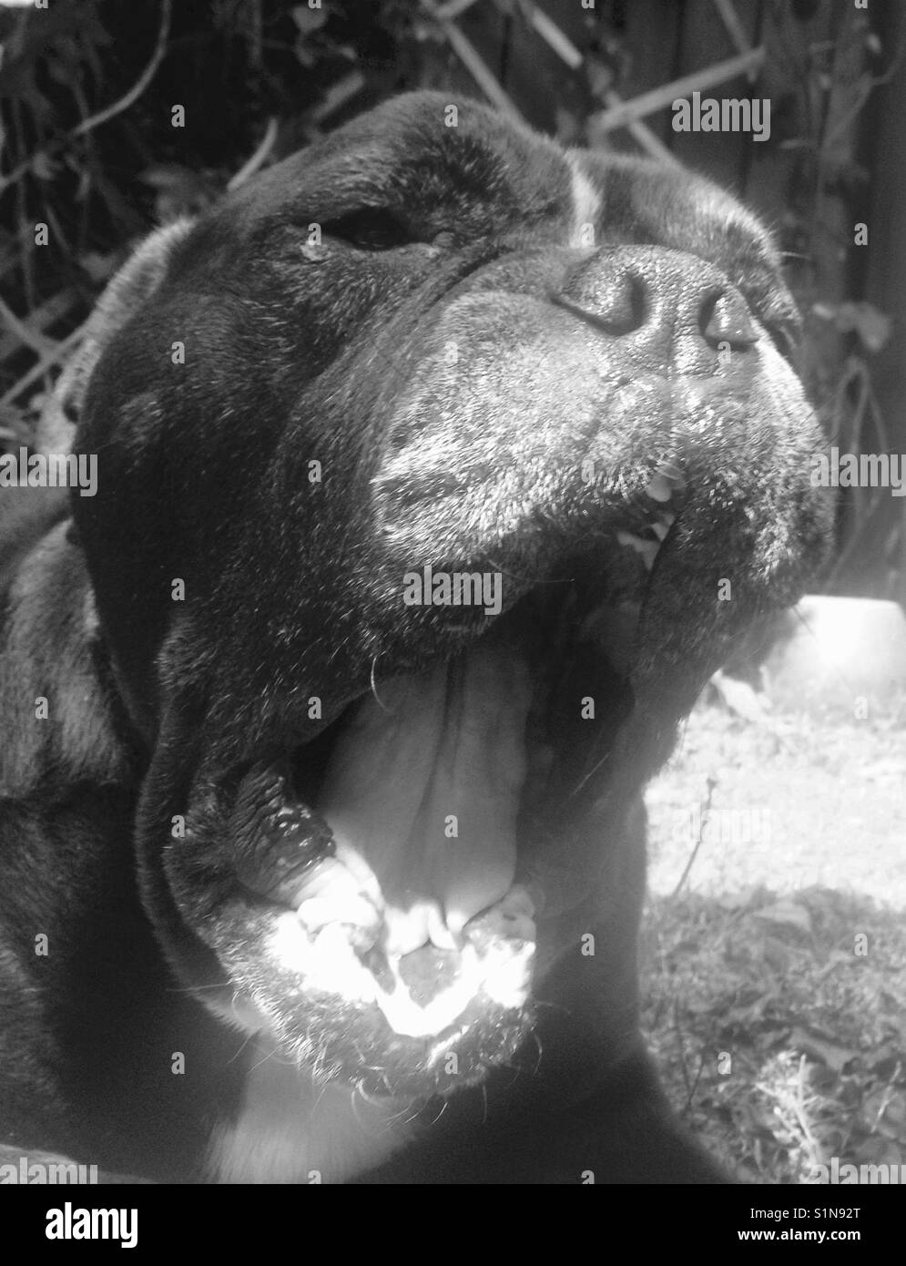 Das große Gähnen, Hund müde, in mono. Stockfoto