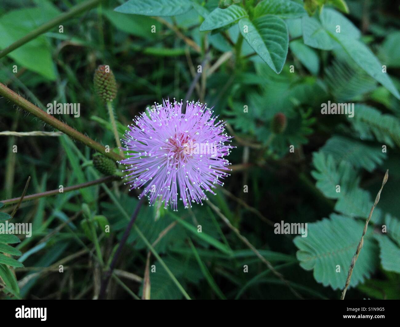 Mimosa Pudica Stockfoto