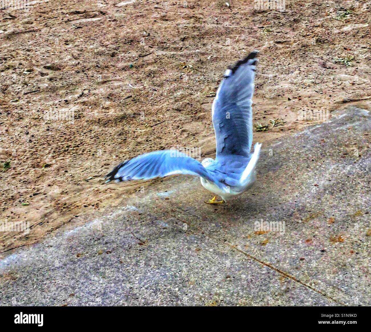 Eine Möwe breitet seine Flügel auf einem Strand. Stockfoto