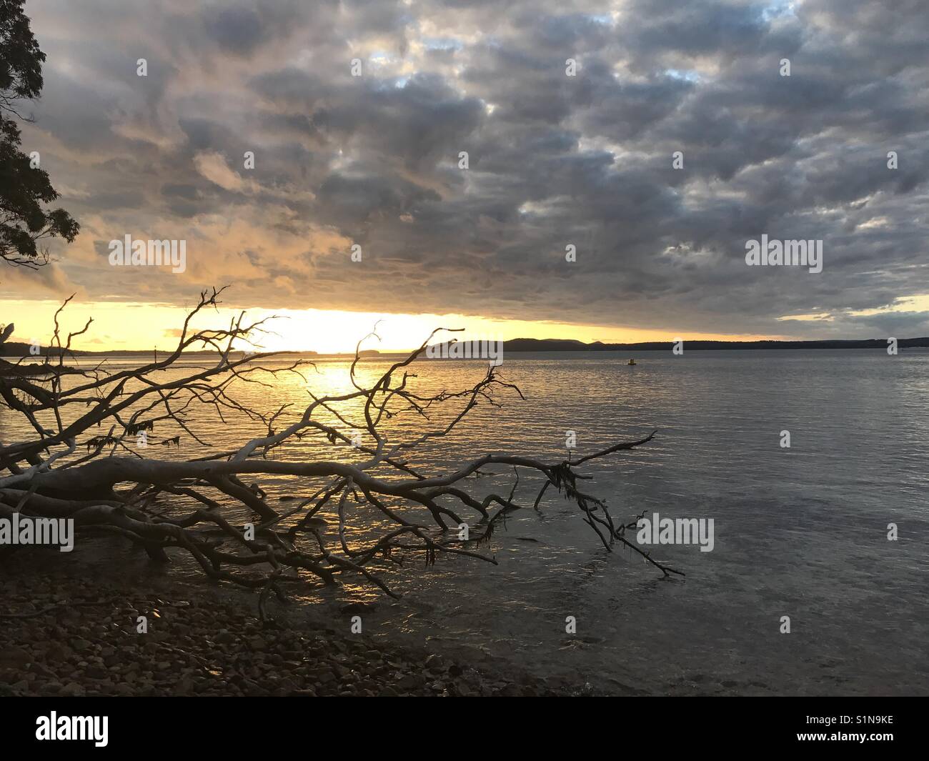 Marine Park bei Sonnenuntergang mit Baum Silhouette - Smartphone-aufgenommenes Stockfoto