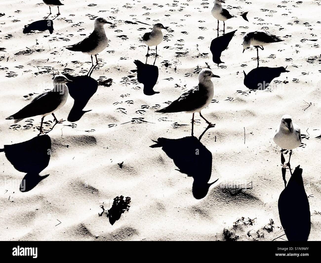Schwarm Möwen am Strand werfen lange Schatten auf dem Sand. Nahaufnahme. Jervis Bay, Shoalhaven, Australien Stockfoto