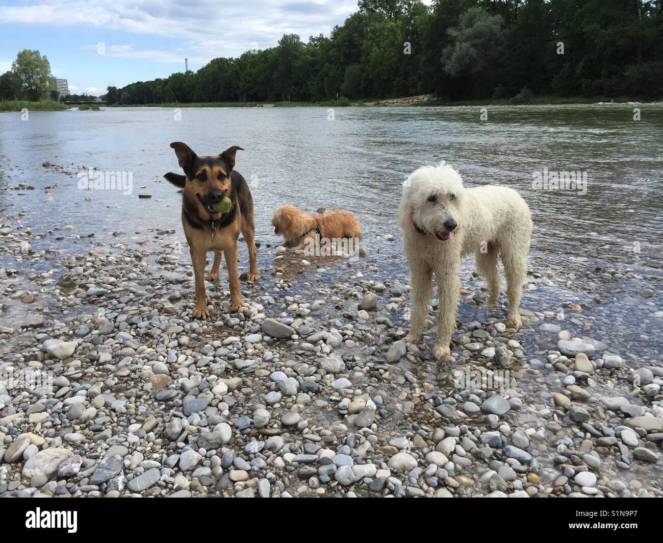 Deutscher Schäferhund, Italienisch Straße Hund, goldendoodle stehend auf steinigem Boden an der Isar Ufer fast im Wasser nach dem Spielen unter blauem Himmel im Sommer in München Stockfoto