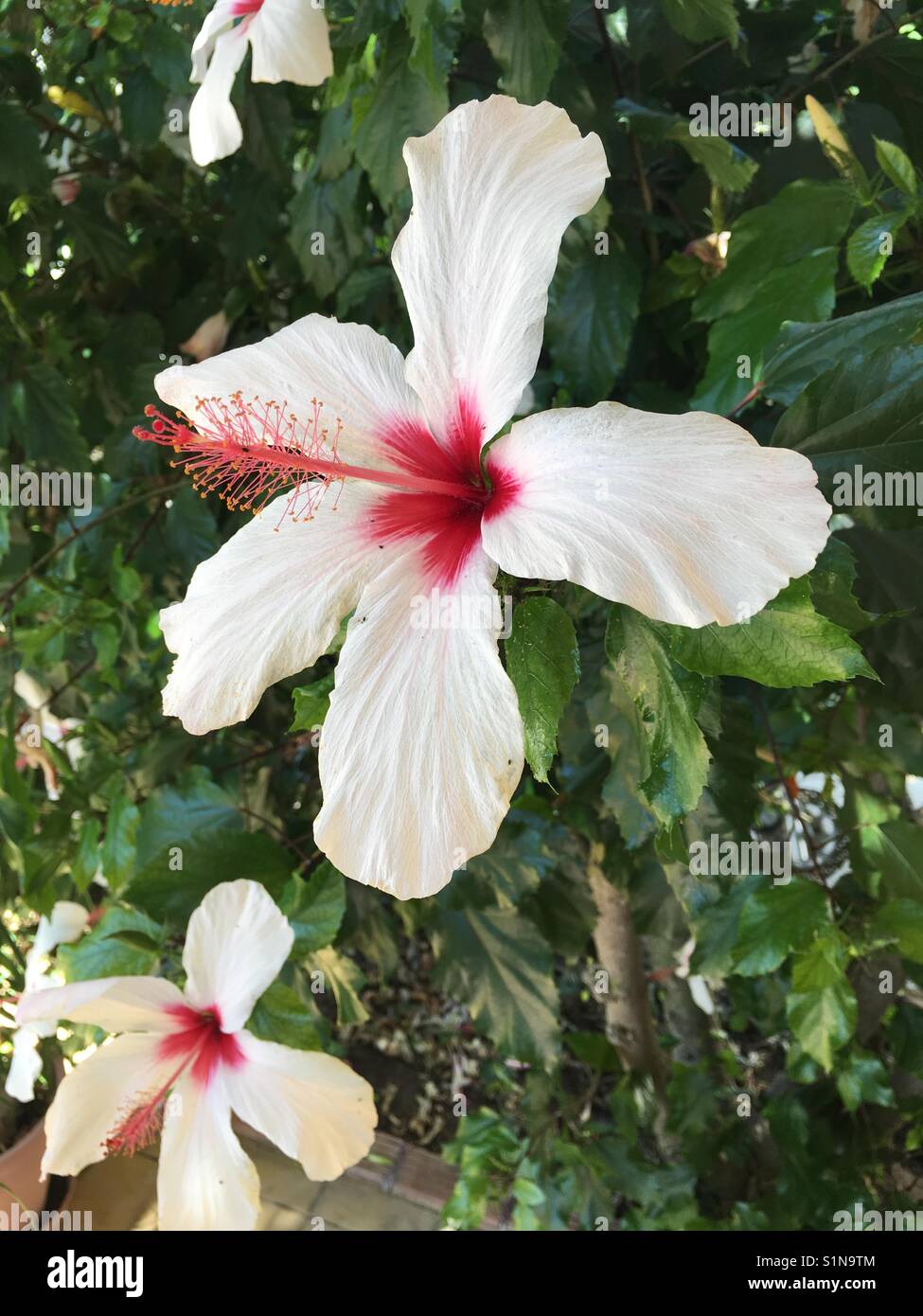 Weißer Hibiskus Blume mit roten Zentrum - Smartphone-aufgenommenes Stockfoto