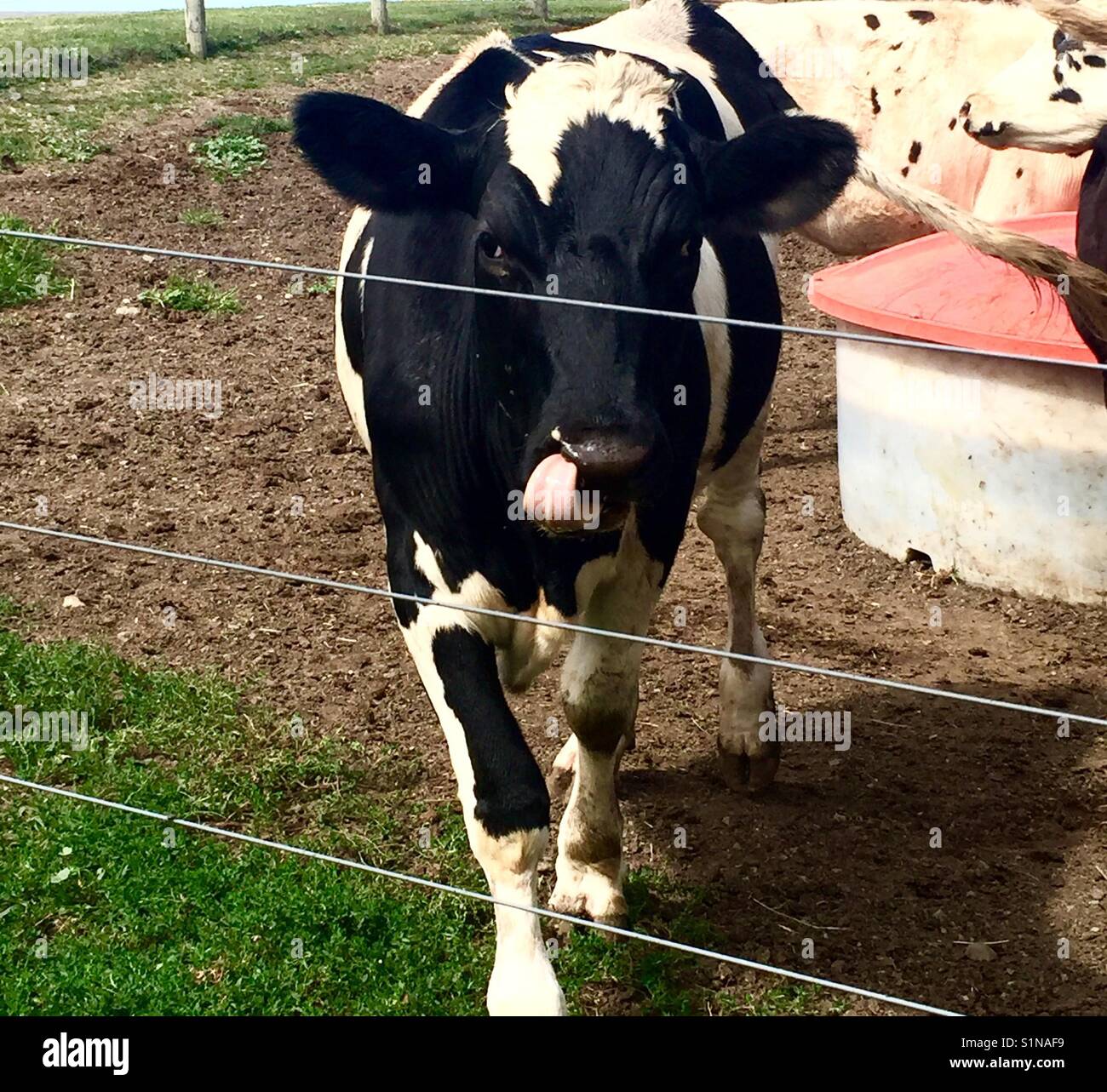 Kuh Lecken der Lippen, "Oops Ich habe ein Biss, schwarze und weiße Kuh ragt heraus und Zunge Stockfoto