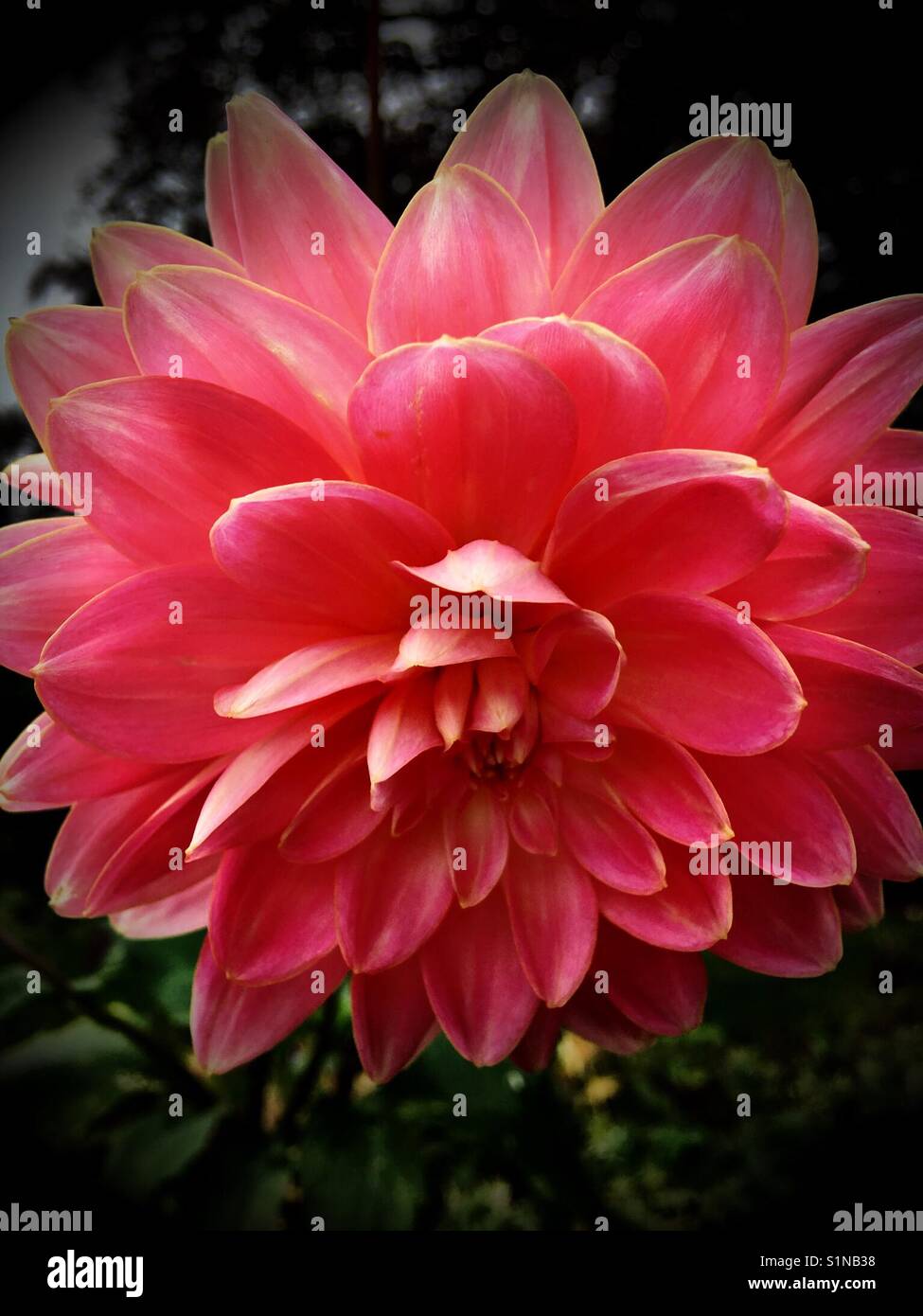 Rosa Dahlie Blüte Stockfoto